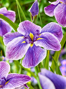Japanese Iris Sundae