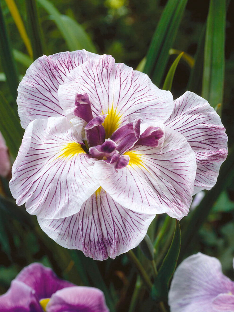 planting japanese iris seeds 1 Bare Root