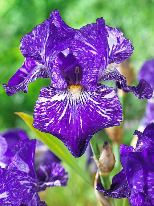 Iris Germanica Batik bare roots