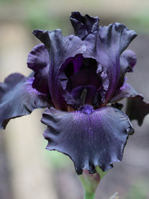 Bearded Iris Black Knight