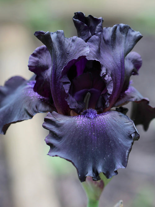 Bearded Iris Black Knight