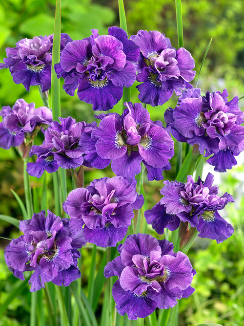 Siberian Iris 'Concord Crush' (Iris sibirica 'Concord Crush')