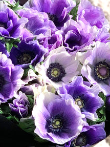 Italian Anemone Mistral Azzurro
