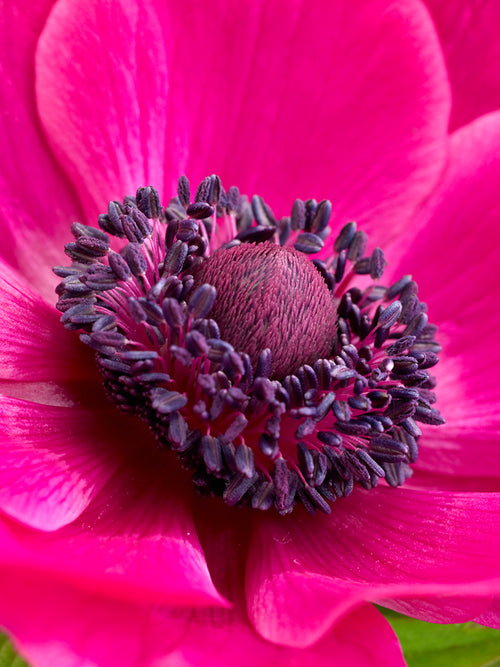Italian Anemone Mistral Fucsia