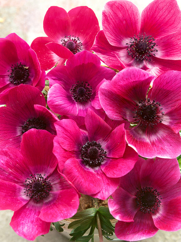 Italian Anemone Mistral Fucsia