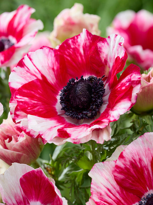 Mistral Tigre Italian Anemone Bulbs