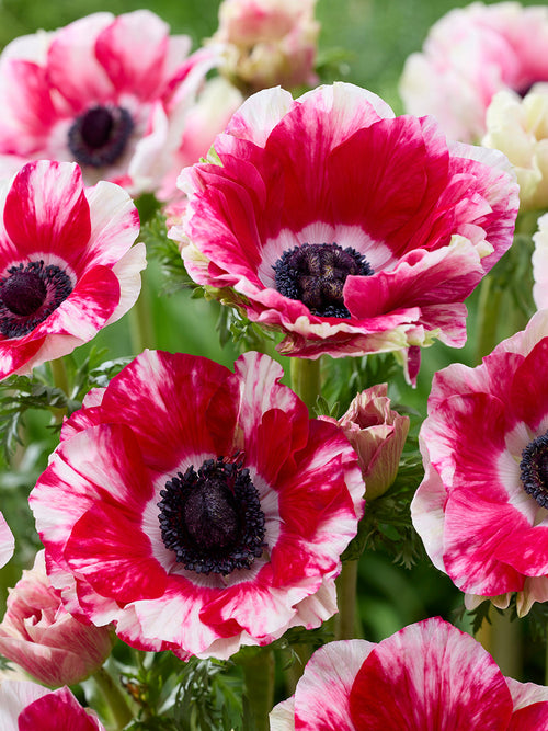 Mistral Tigre Italian Anemone Bulbs