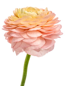 Italian Ranunculus Elegance La Dolce Vita