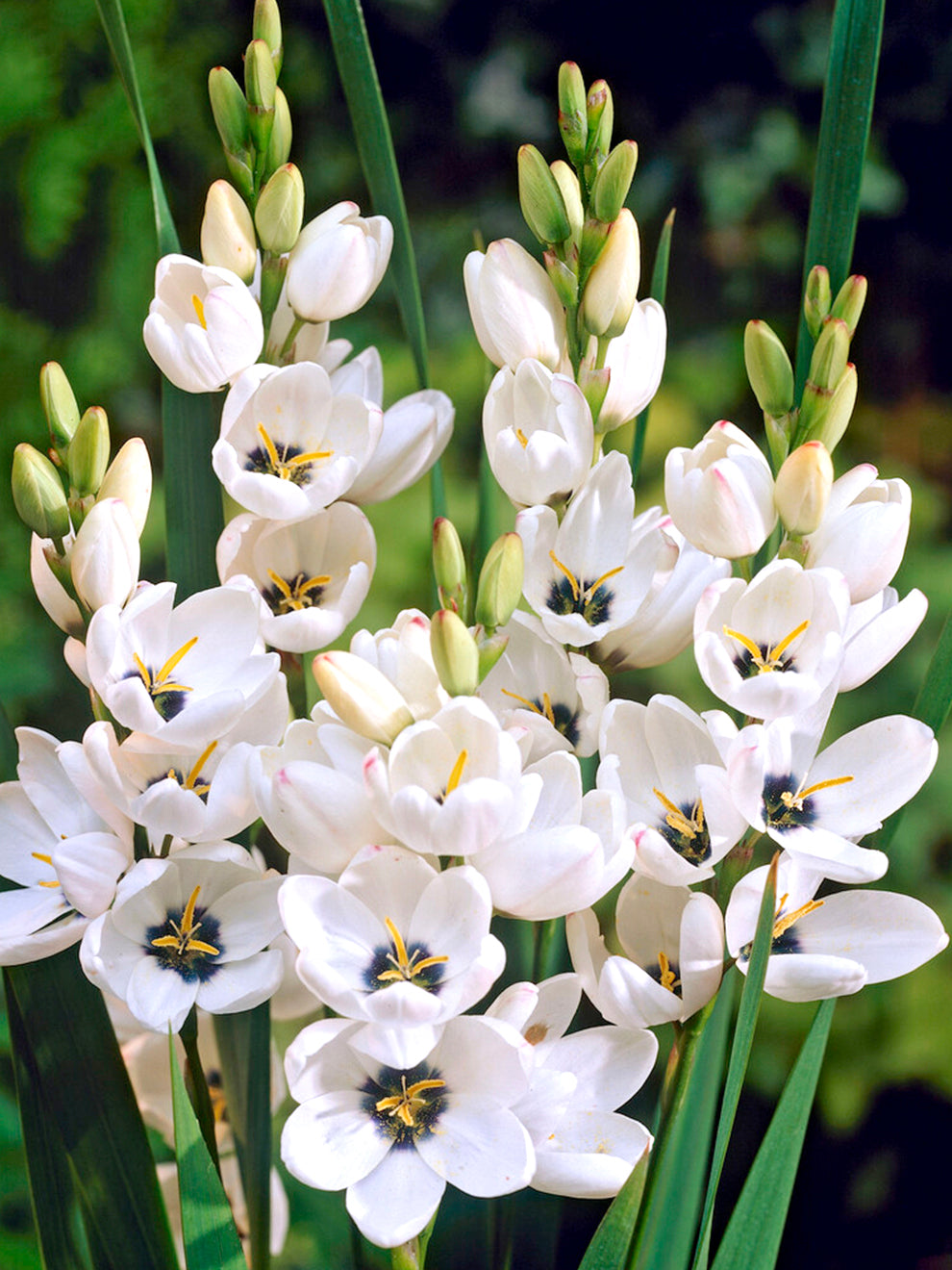 giant white lily bulbs Ixia Giant Bulbs, White - 25 Bulbs