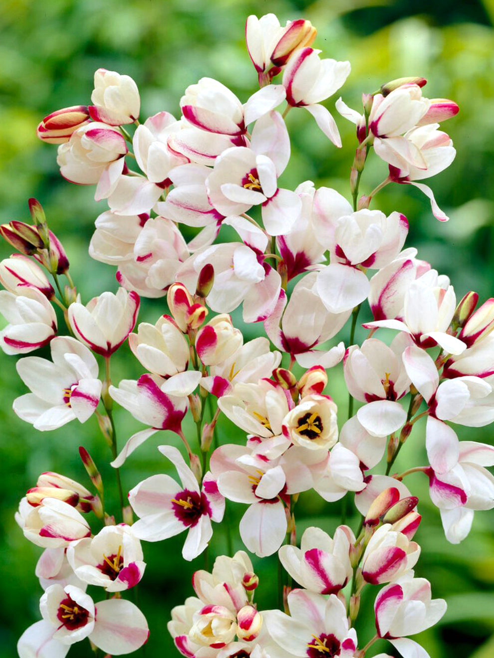 corn lilies flower Ixia Spotlight Bulbs, White - 25 Bulbs