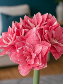 Jumbo Double Amaryllis Double Dream