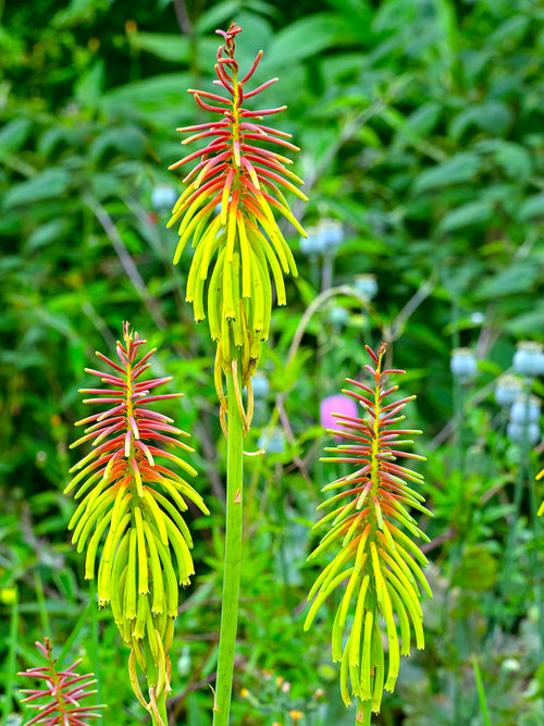 Red Hot Poker Rufa Rasta (Kniphofia)