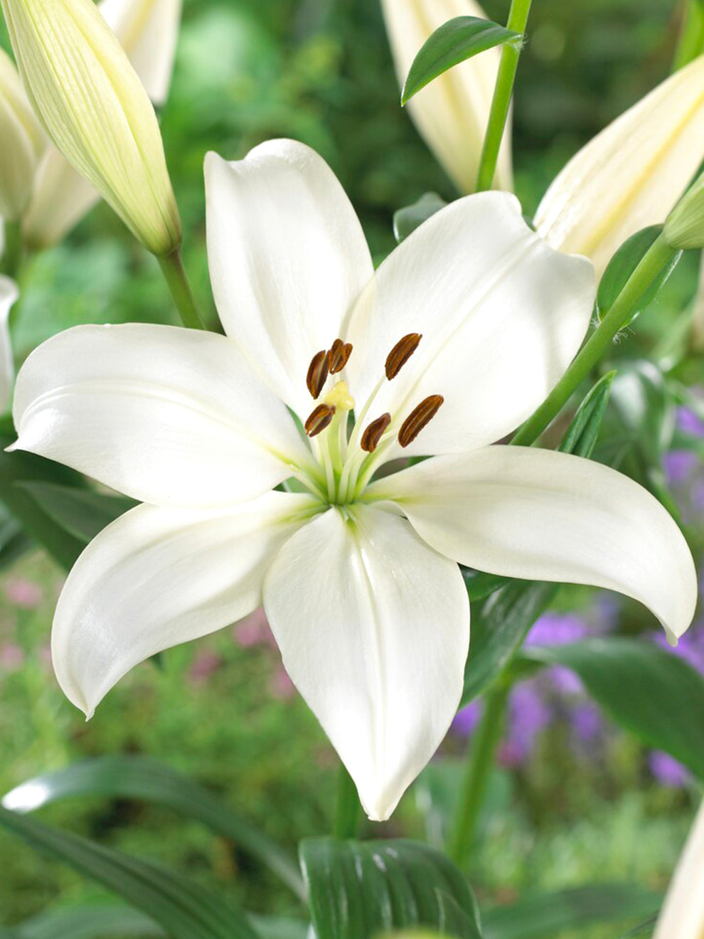 White Asiatic Lily Bulbs 'Bright Diamond' DutchGrown™