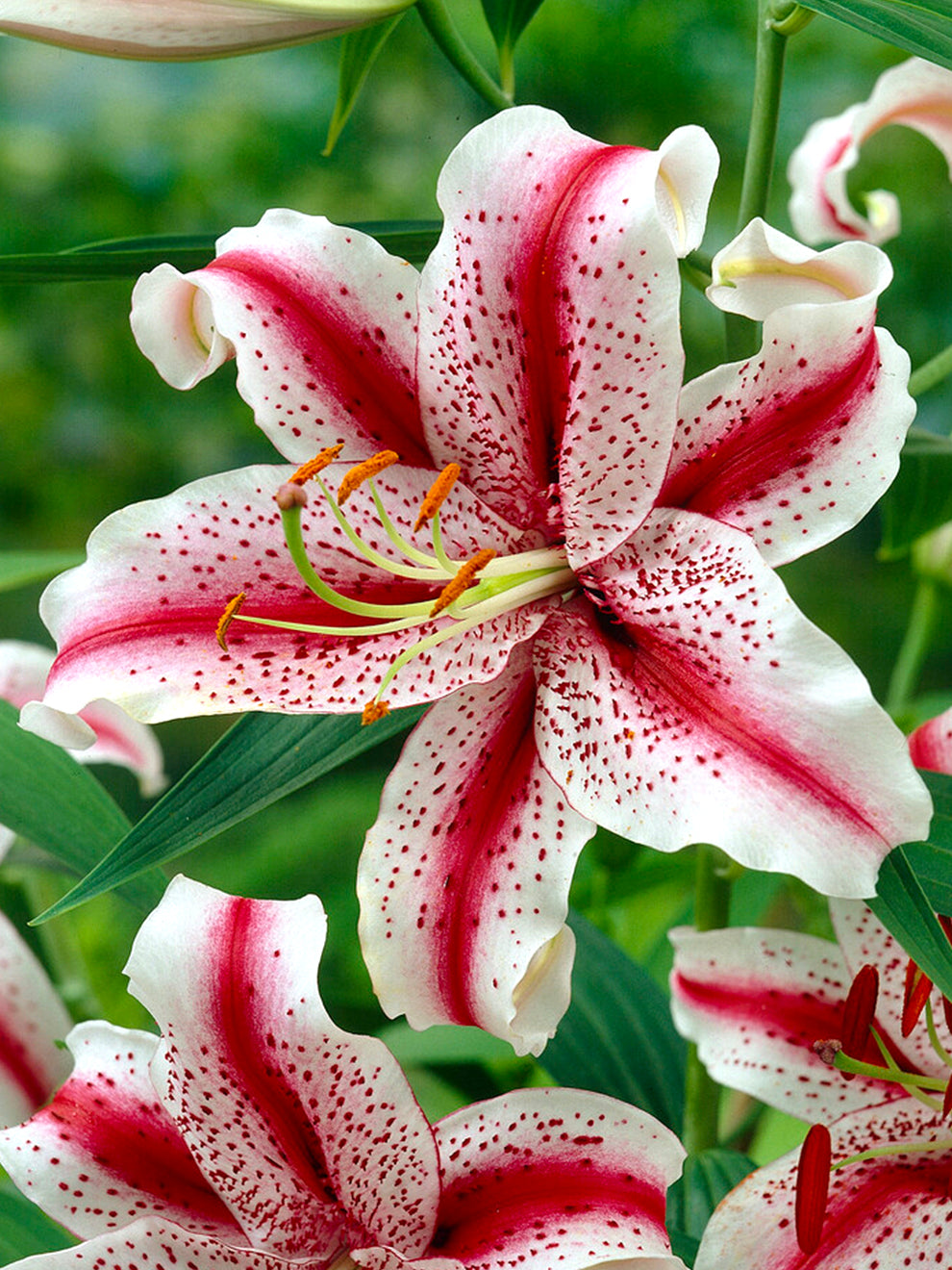 lilium hybrid asiatic lily Lily Dizzy