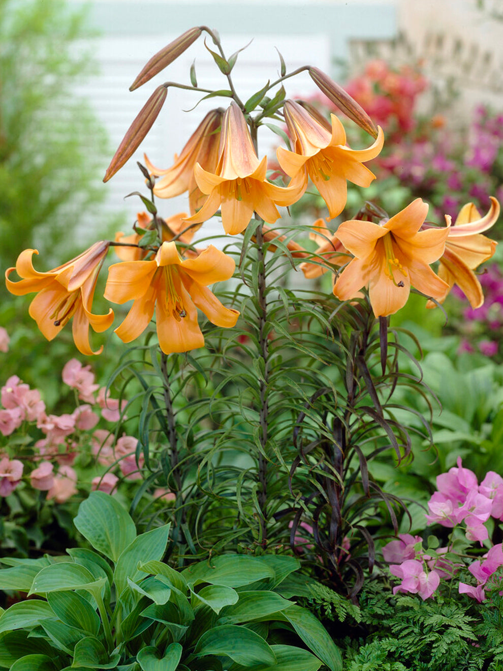 trumpet lily flower Lily African Queen
