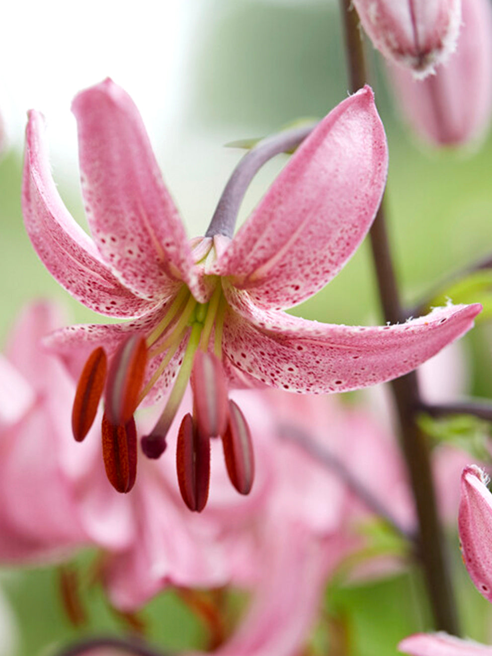candy lily flower Lily 'Martagon' Candy Morning