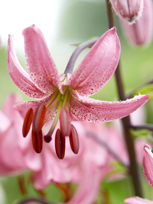 Martagon Lily 'Candy Morning'