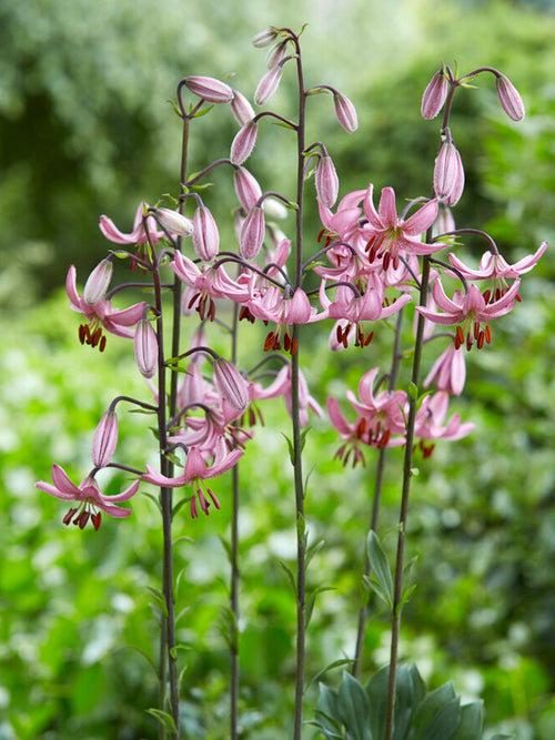 Martagon Lily 'Candy Morning'