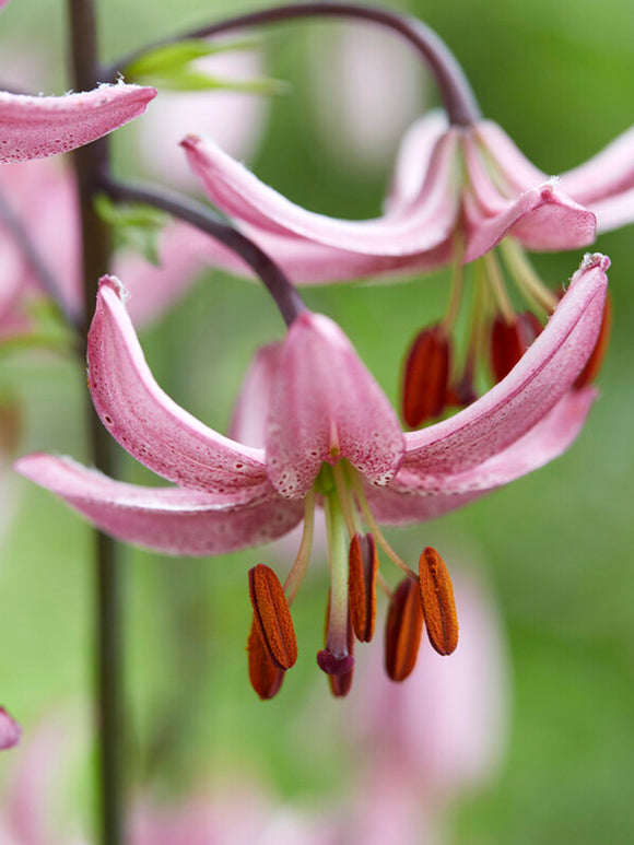 Martagon Lily 'Candy Morning'