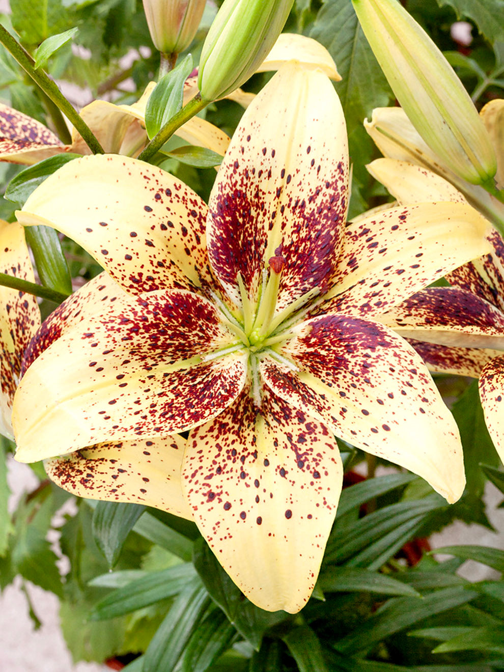 lily flower pollen Lily Easy Spot