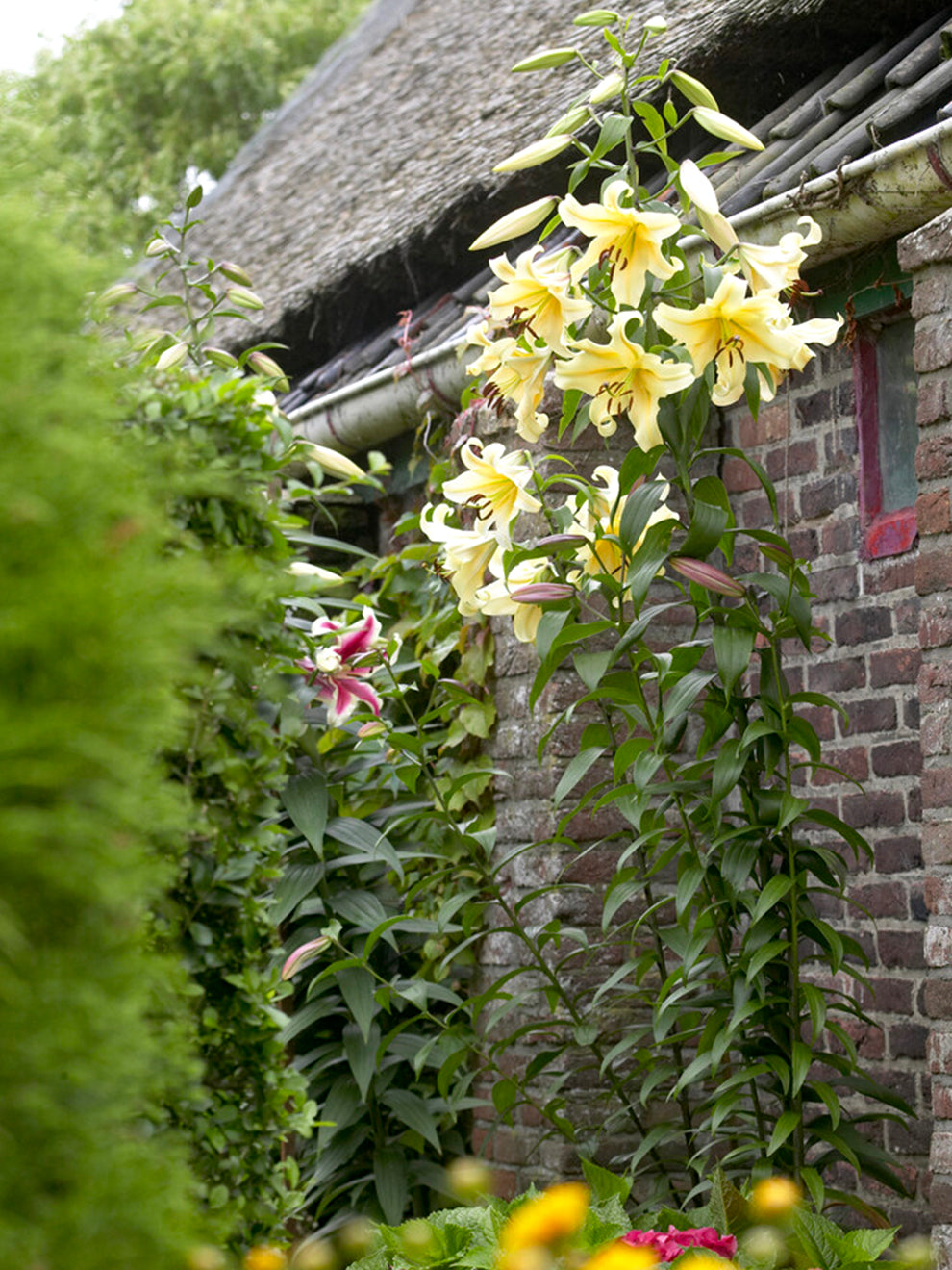 giant tree flower lily Lily Honeymoon
