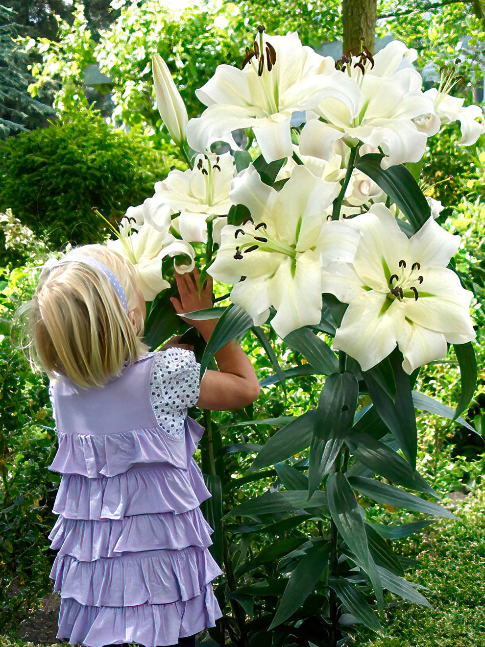 new amsterdam flower girl lily Lily Pretty Woman