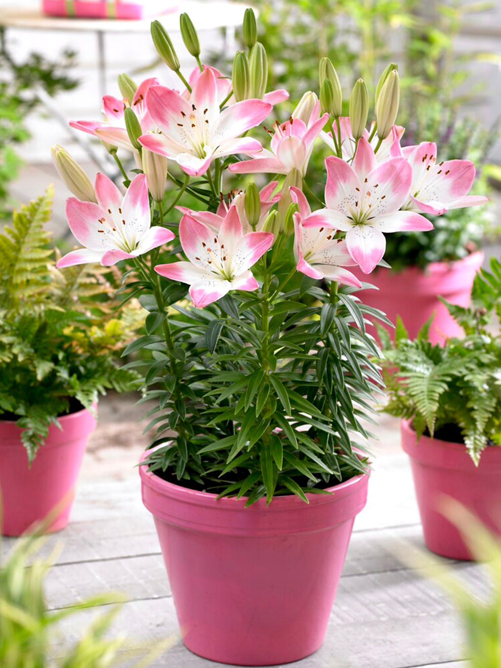 asiatic lily shade Asiatic Lily 'Sugar Love' | Perfect Pot Lily