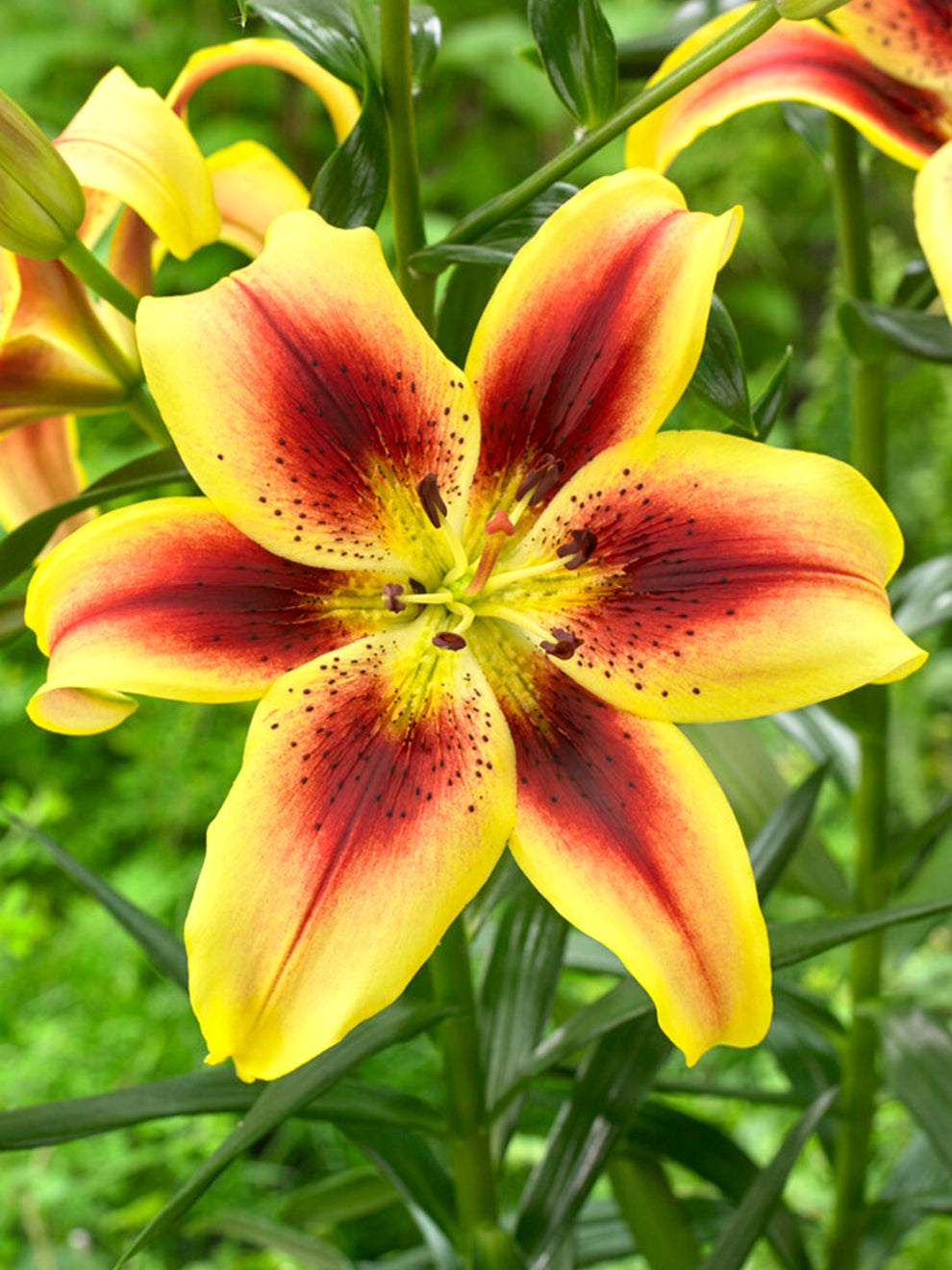 lily the flower Lily Viva la Vida