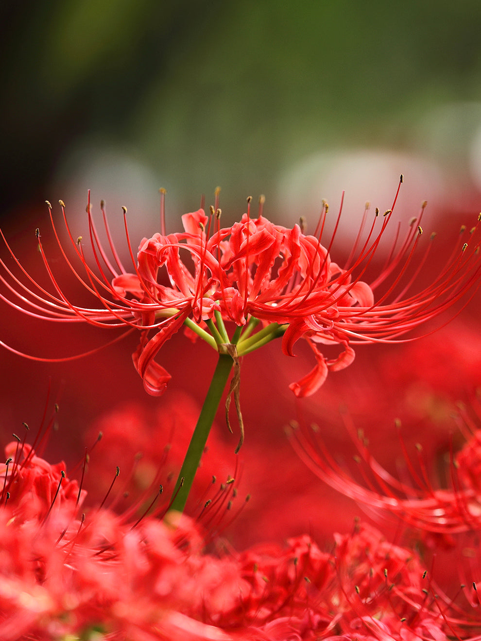 spider lily facts 1 Bare Root