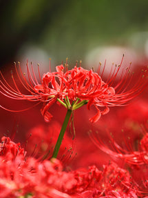 Lycoris Red Spider Lily