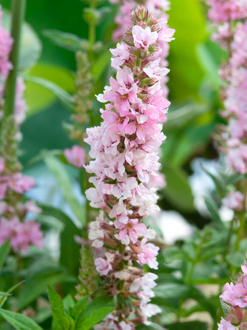 Lythrum Salicaria Blush