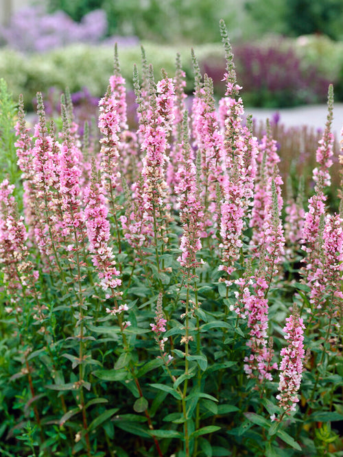 Lythrum Salicaria Blush