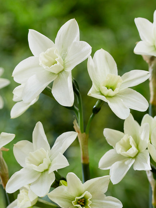 Mini Daffodil Polar Hunter