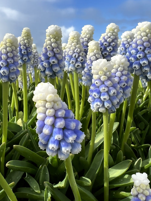Muscari Mountain Lady (Grape Hyacinth)
