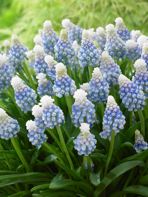 Muscari Mountain Lady (Grape Hyacinth)