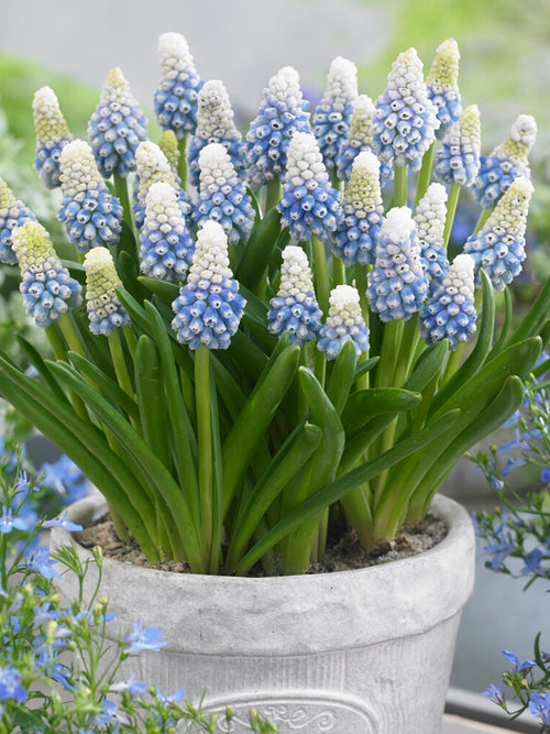Muscari Mountain Lady (Grape Hyacinth)