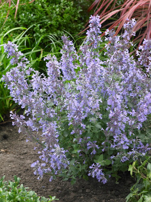 Nepeta 'Junior Walker', commonly known as Catmint 'Junior Walker'