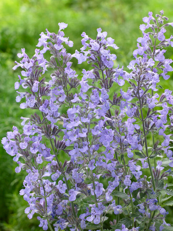 Nepeta 'Junior Walker', commonly known as Catmint 'Junior Walker'