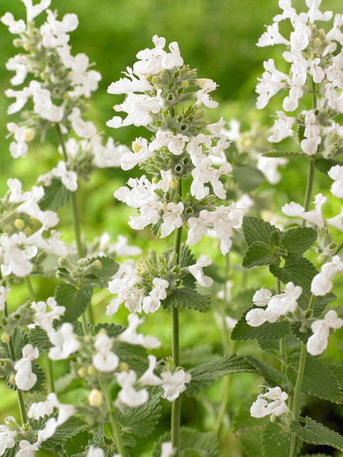 Nepeta racemosa 'Snowflake', commonly known as Catmint 'Snowflake'