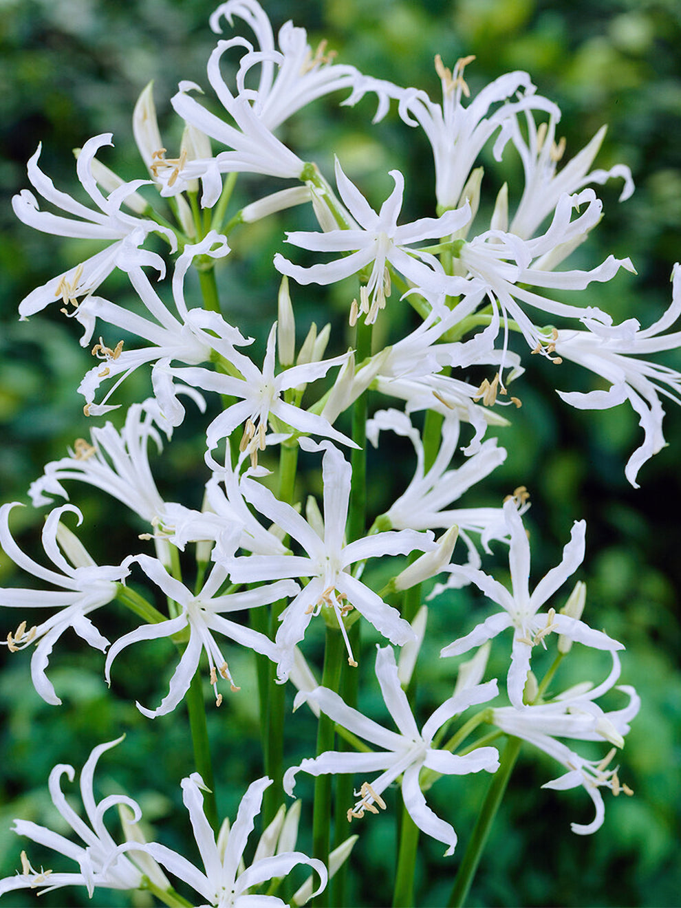 nerine lily flower Nerine Bowdenii Alba
