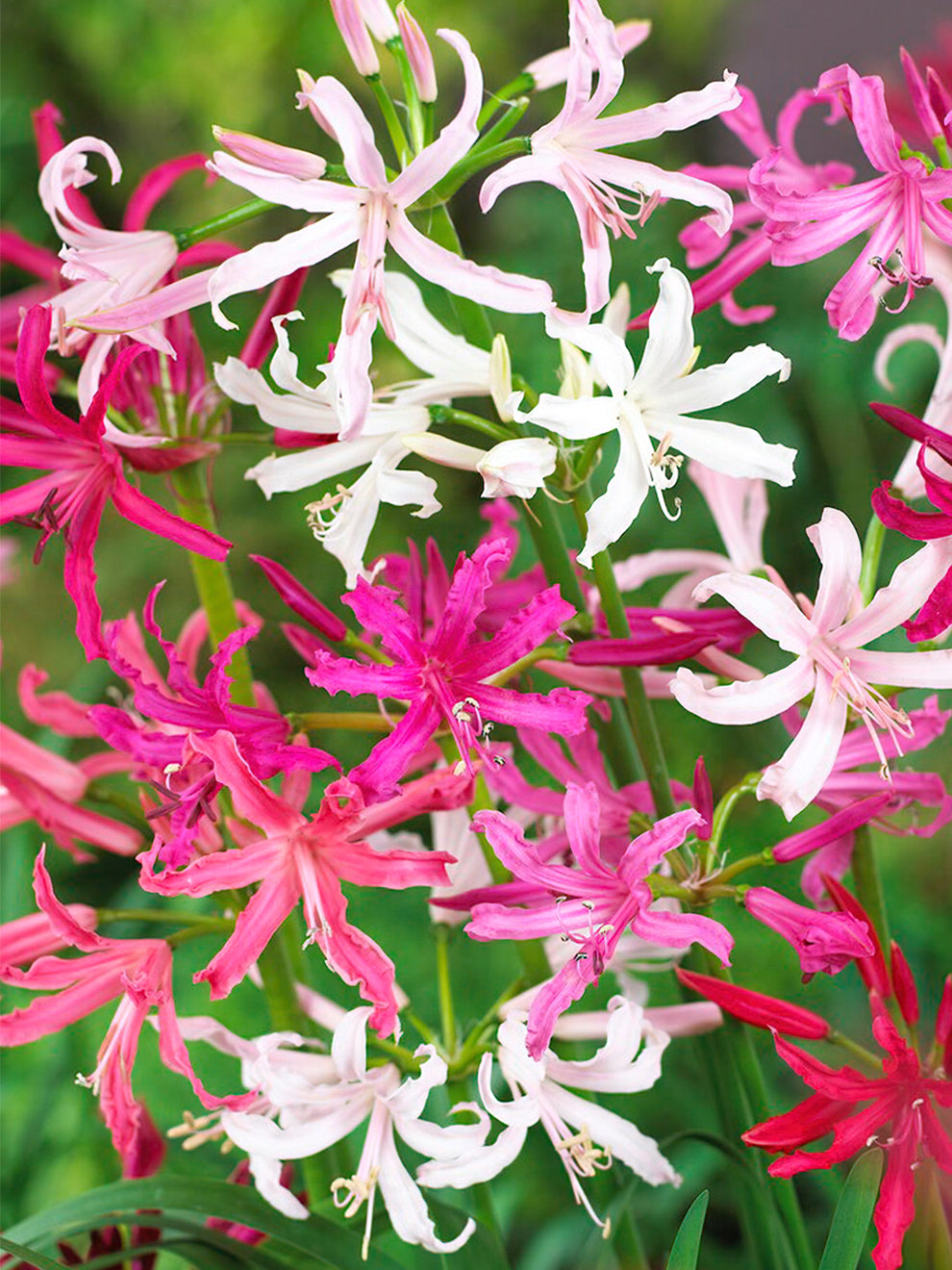 nerine lily flower Nerine Bowdenii Breeders Blend