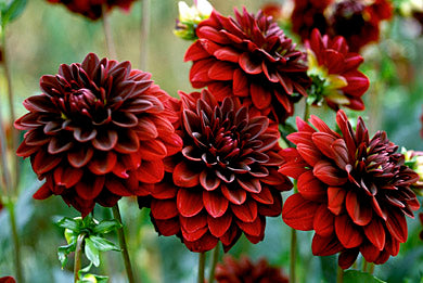 Order Dahlia Tubers