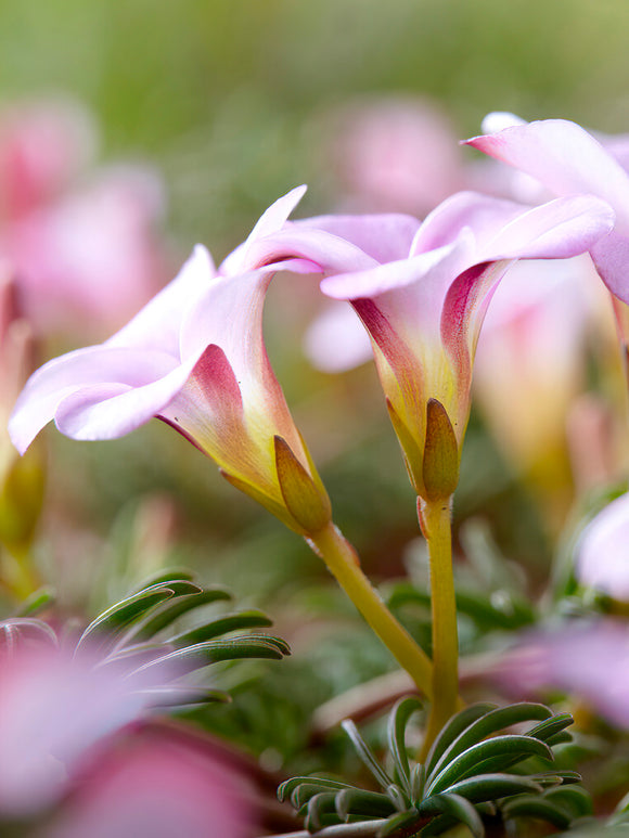 Oxalis Autumn Pink