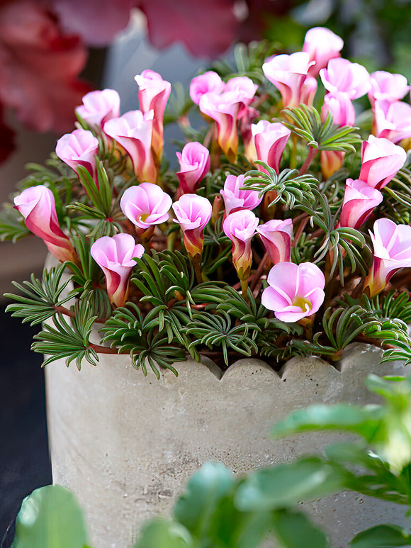 Oxalis Autumn Pink
