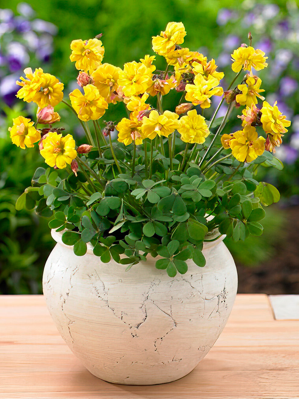double plant pot Oxalis Double Trouble Bulbs, Yellow - 10 Bulbs
