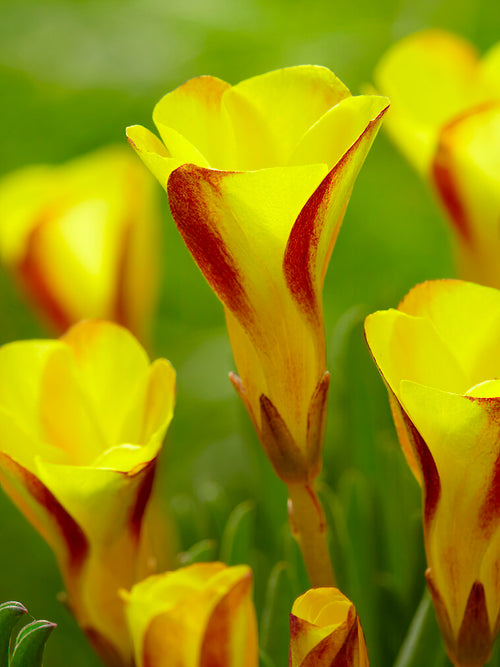 Oxalis Golden Cape