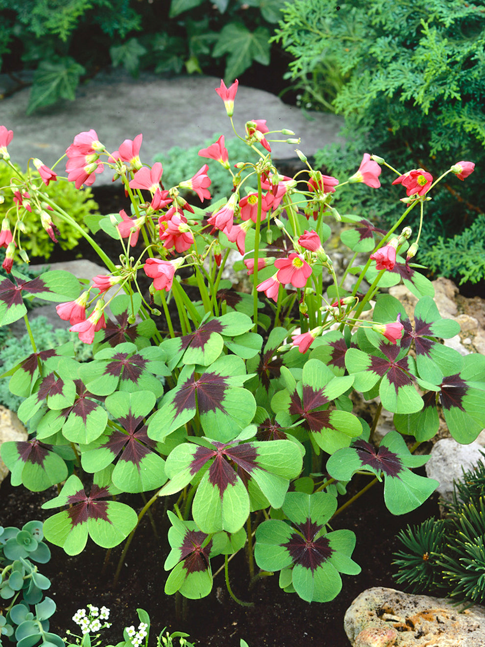 oxalis plant that shoots seeds Oxalis Iron Cross