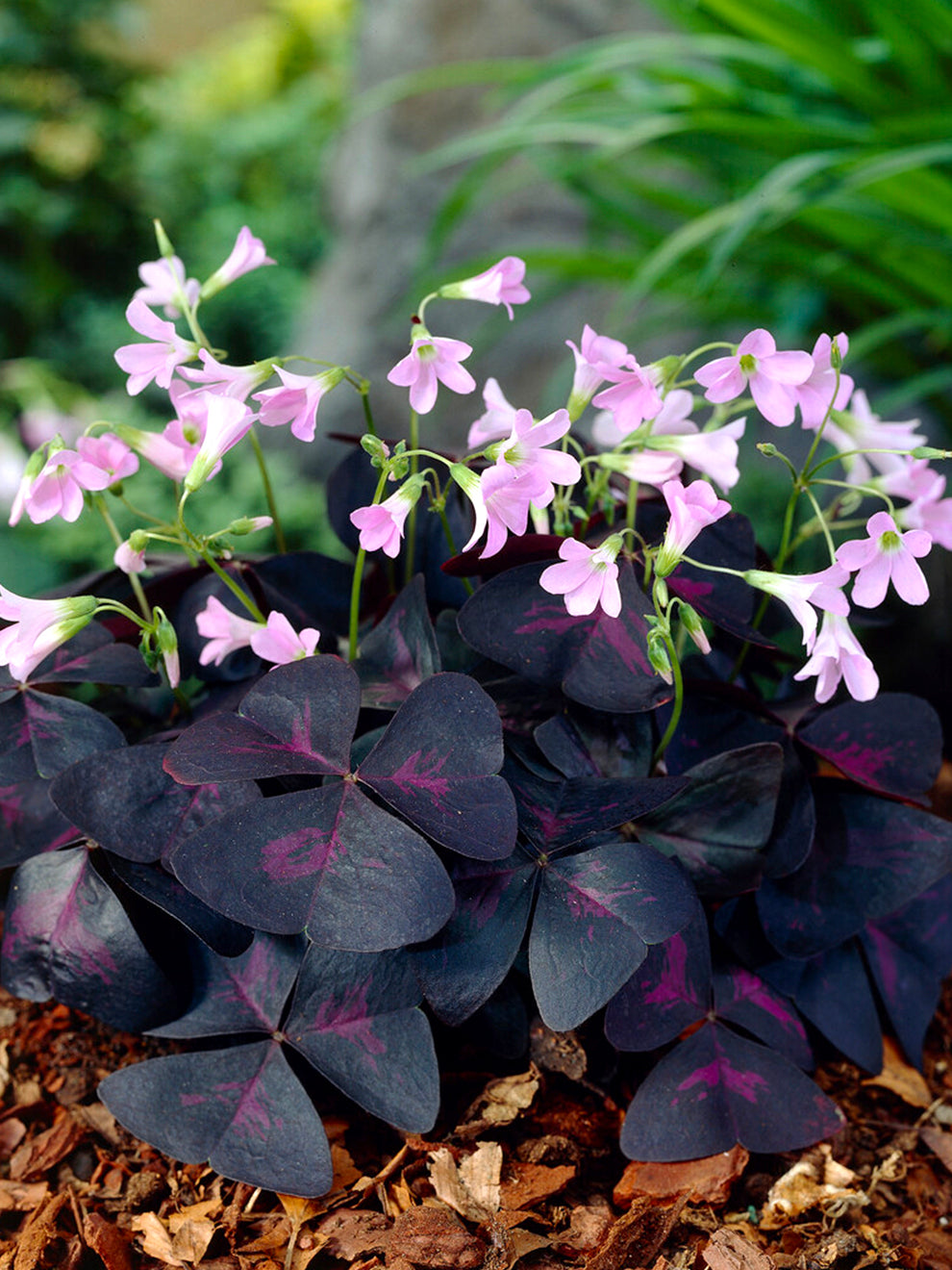 oxalis triangularis indoor plants Oxalis triangularis Sunny