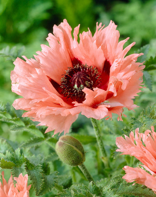 Papaver Forncett Summer (Oriental Poppy)