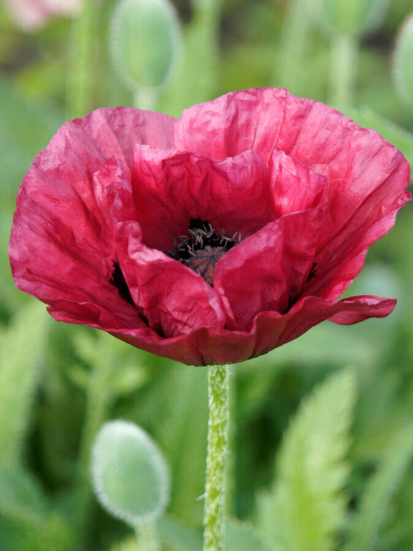Papaver Marlene (Oriental Poppy)
